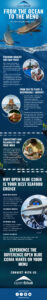 open blue cobia infographic